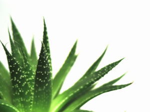 Aloe